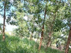 Terreno en venta en Bayaguana, Sector Las Lajas – foto 10
