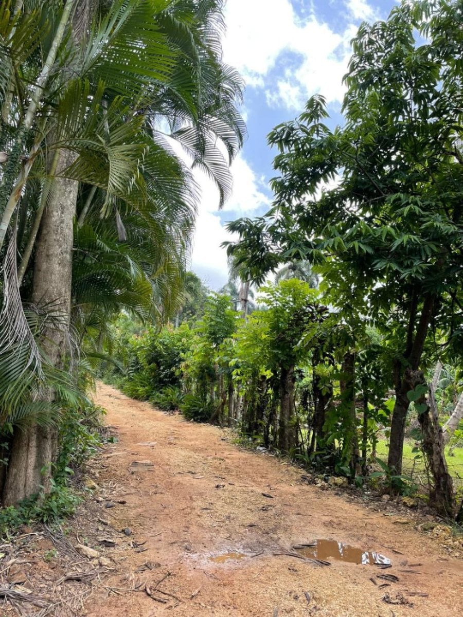 Finca En La Cuaba, Pedro Brand – foto 3