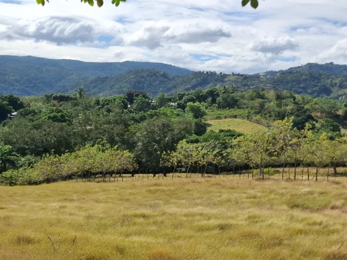 Venta terreno para finca en Las Guaranitas Bayacanes La vega – foto 6
