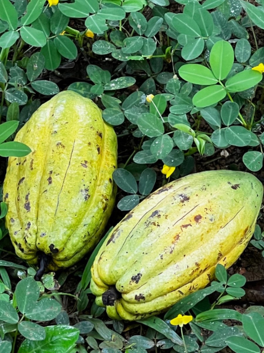 Finca en venta en Villa Altagracia, San Cristóbal – foto 12
