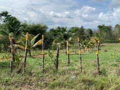 Terreno en venta en Arroyo Indio, Pedro Brand – foto 2
