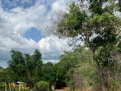 Terreno en venta en Arroyo Indio, Pedro Brand – foto 3