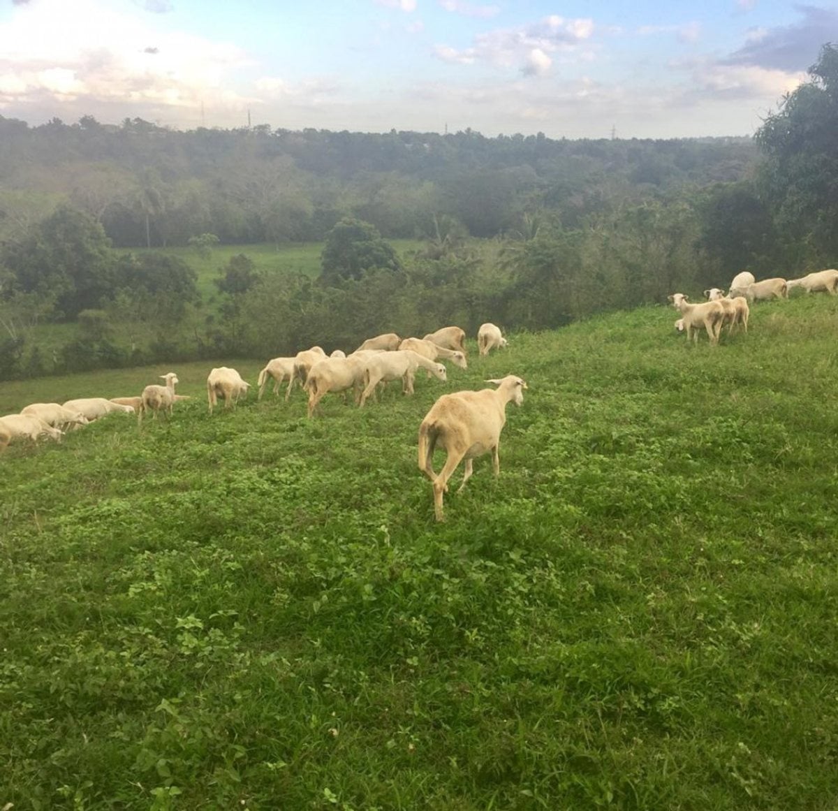 Finca limitada por rio para crianza de caballos – foto 6