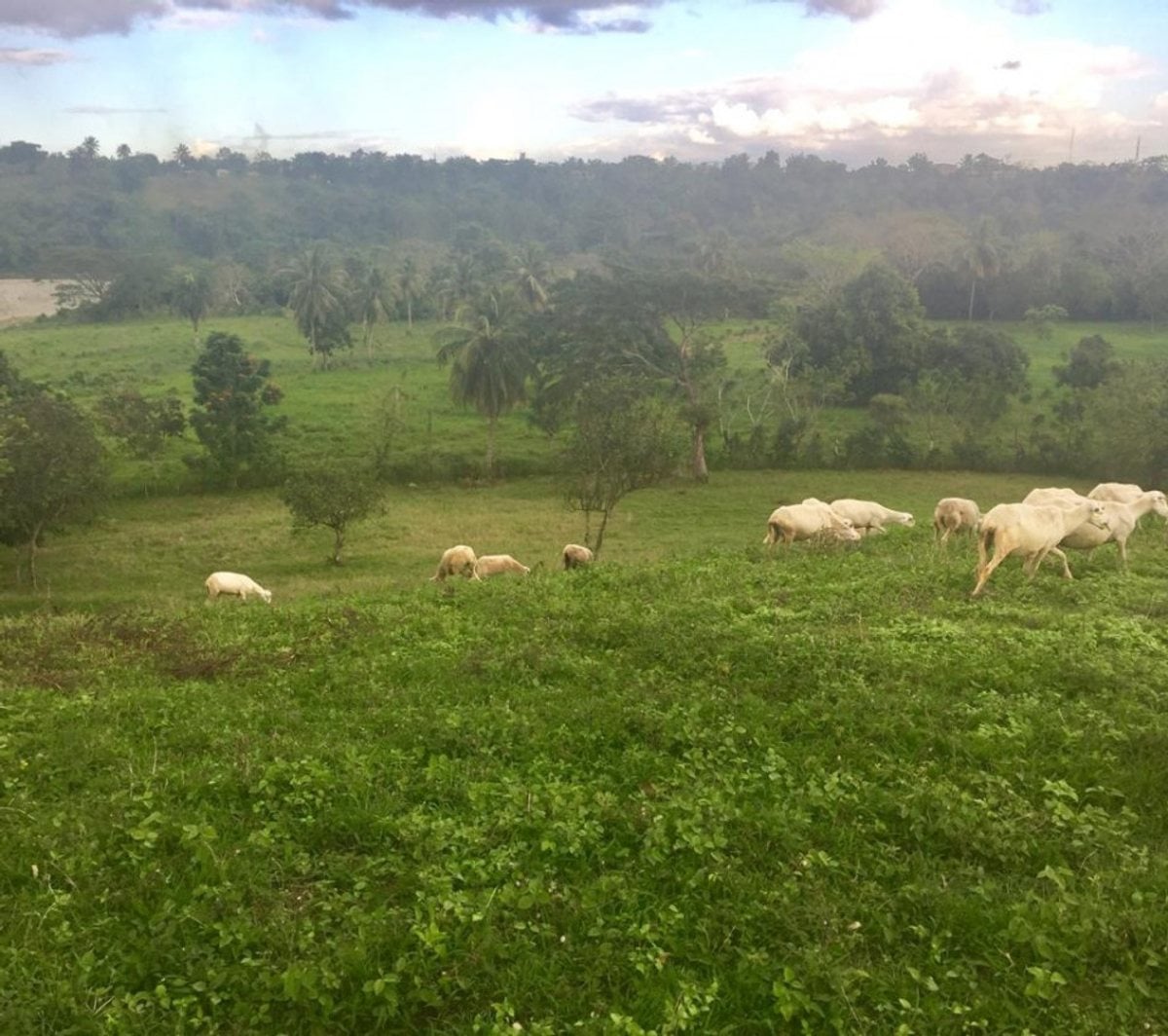 Finca limitada por rio para crianza de caballos – foto 4