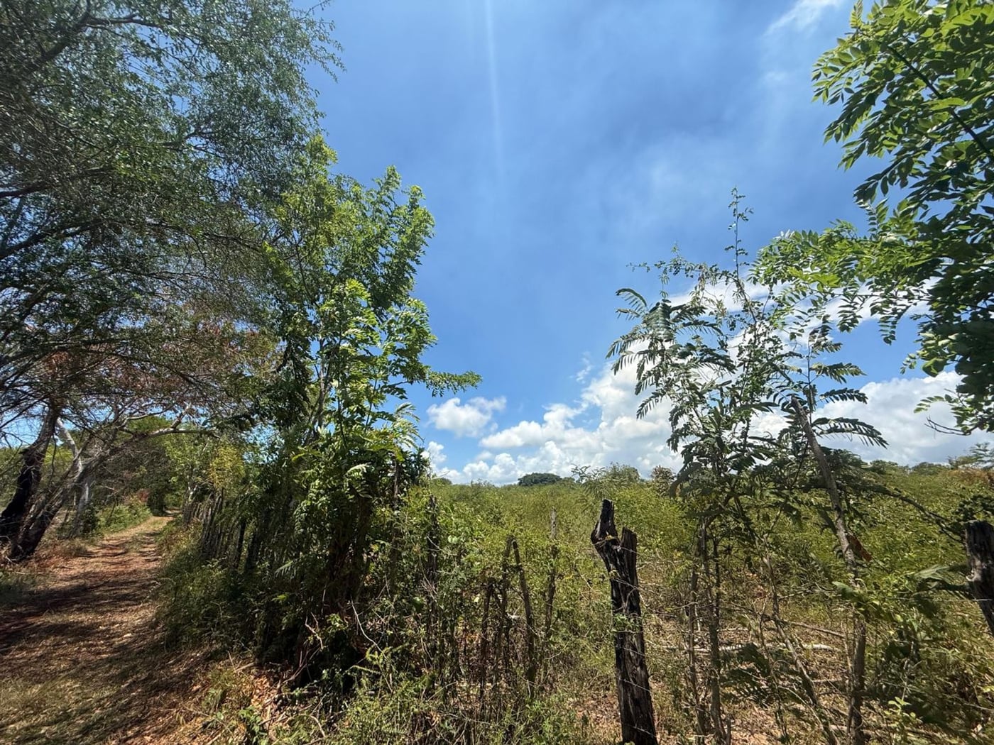TERRENO EN VENTA LOS YAGRUMOS, SAN CRISTÓBAL – foto 2