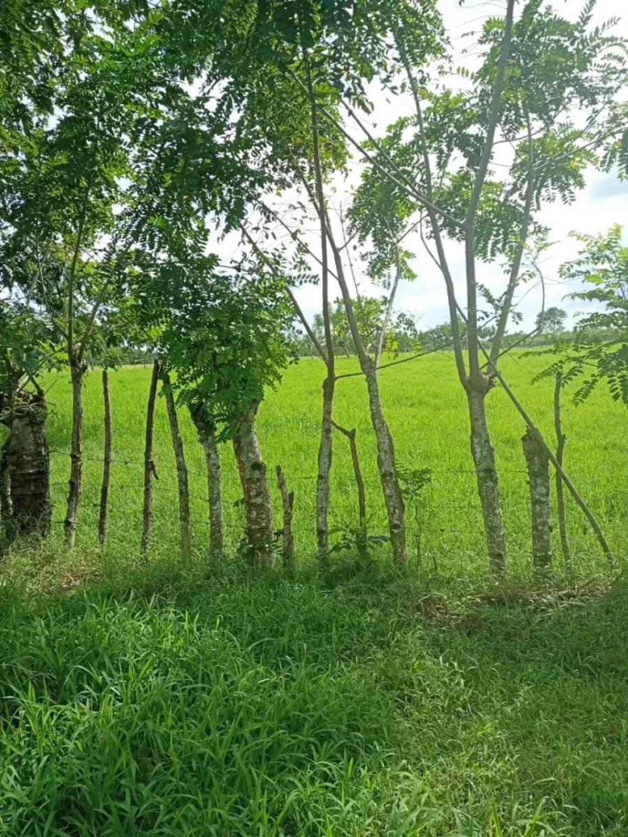 Terreno estratégico en zona de alto crecimiento industrial – foto 3
