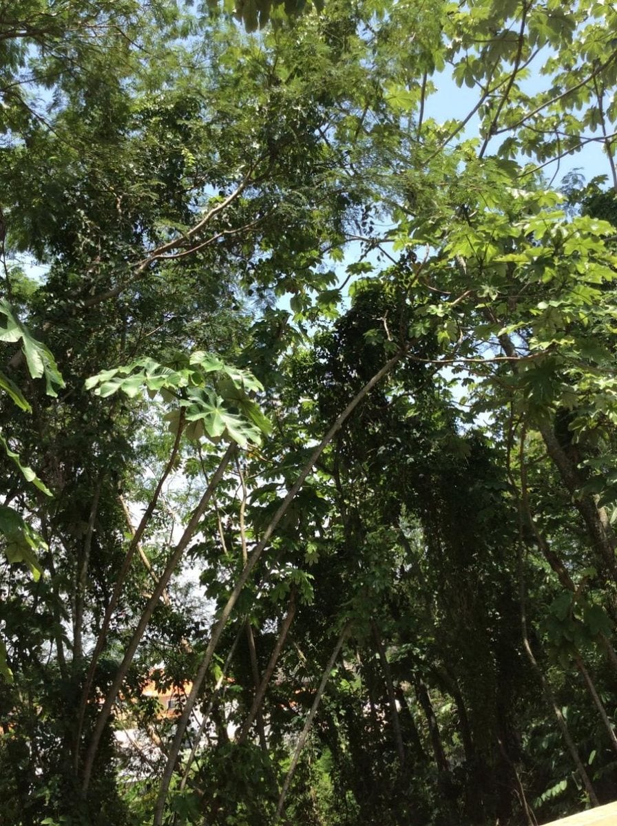 Terreno En Isabel Villas, Santo Domingo De Guzmán – foto 3