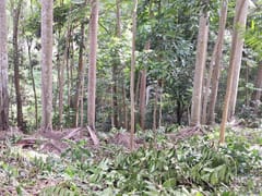 Terreno en venta en Cuesta Brava, Arroyo Hondo – foto 4