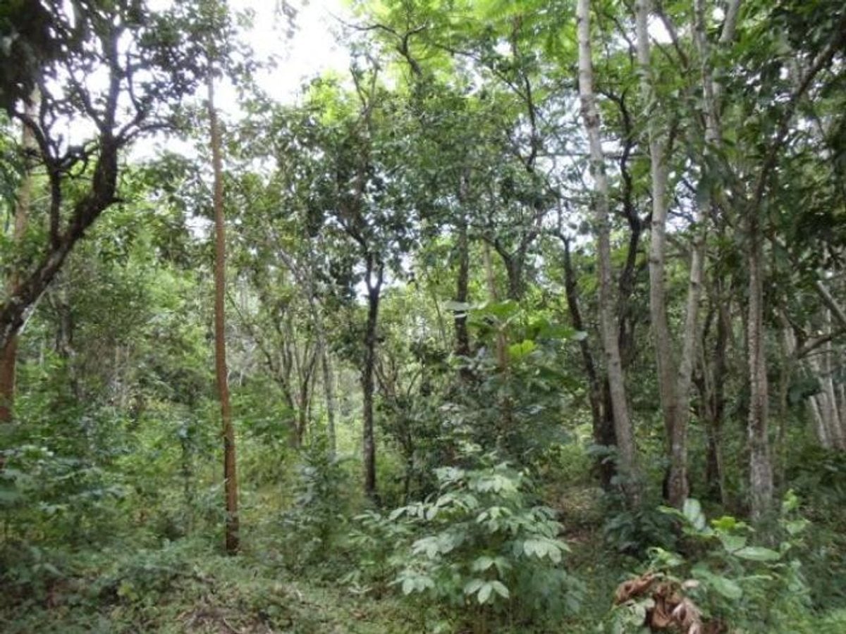 Terreno En Lomas Lindas, Santo Domingo De Guzmán – foto 2