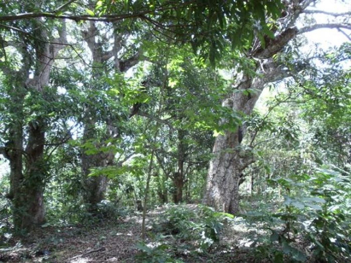 Terreno En Lomas Lindas, Santo Domingo De Guzmán – foto 6