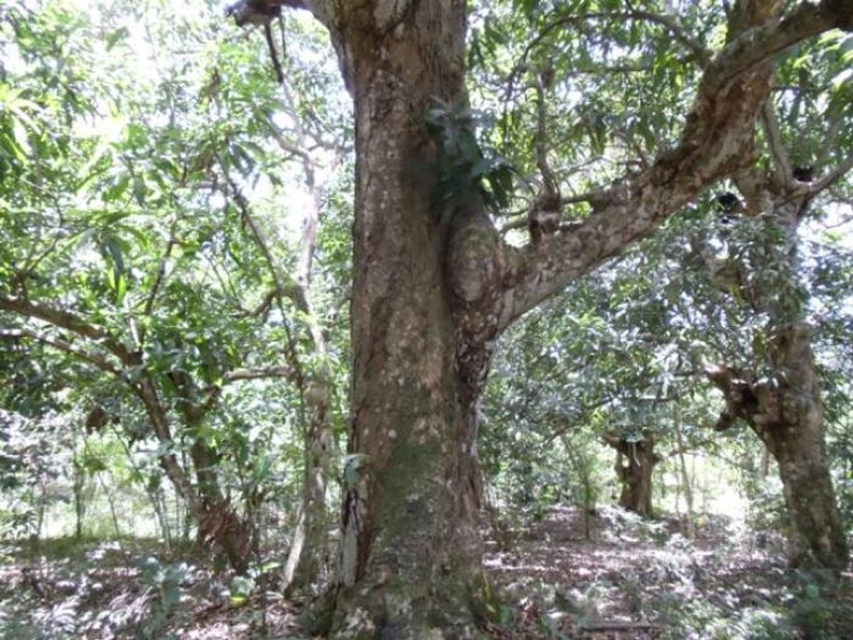Terreno En Lomas Lindas, Santo Domingo De Guzmán – foto 5