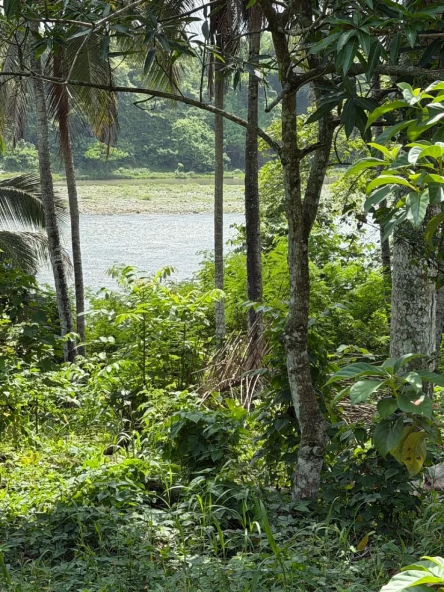 Finca en venta junto al Río Haina, en Hato Dama, SC – foto 6