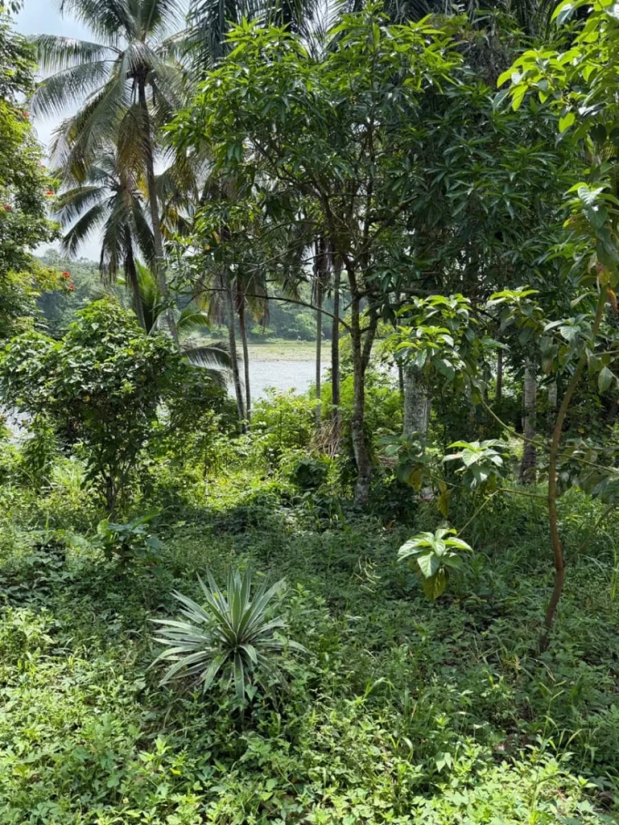 Finca en venta junto al Río Haina, en Hato Dama, SC – foto 5