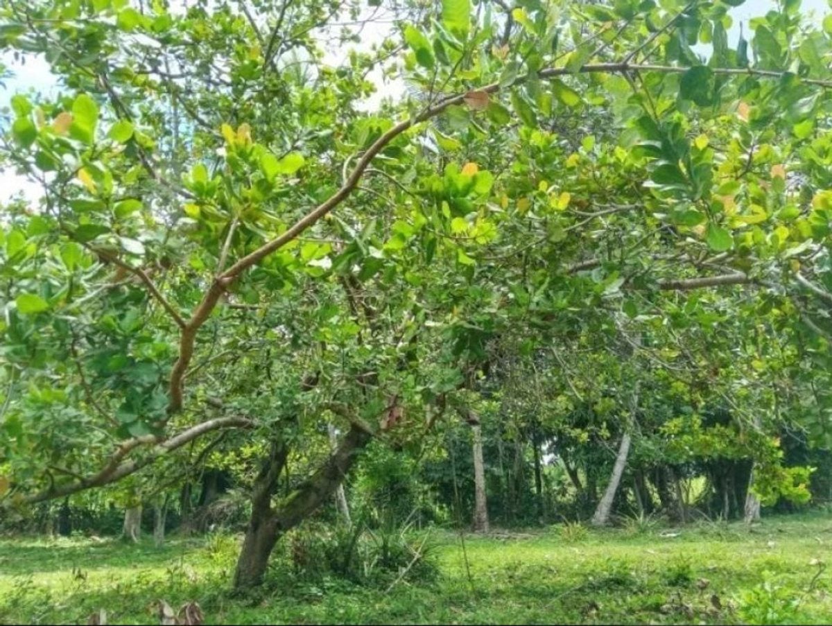Terreno en venta – foto 4