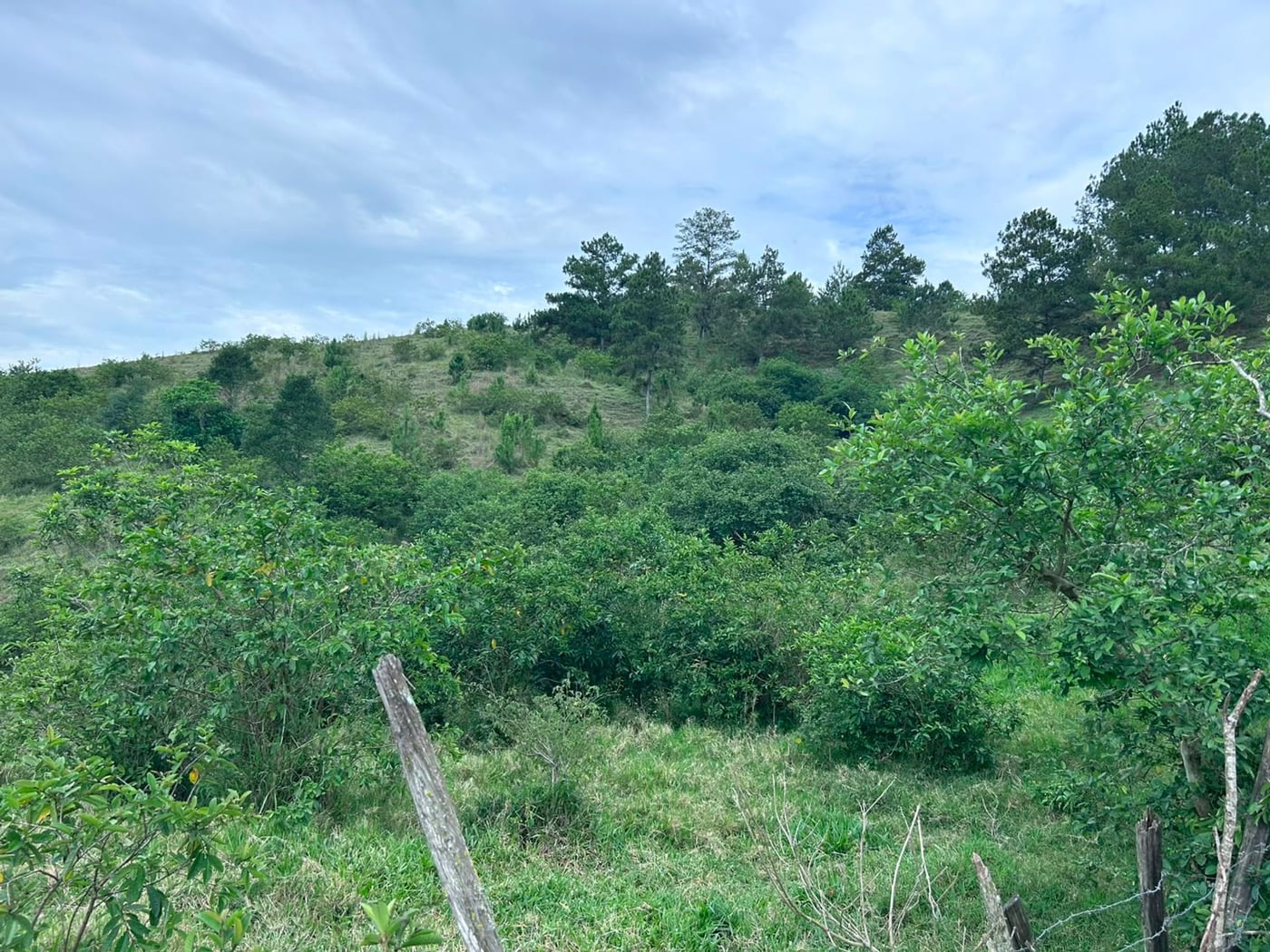 TERRENO EN VENTA en LOS MAGUEYES, CONSTANZA – foto 5