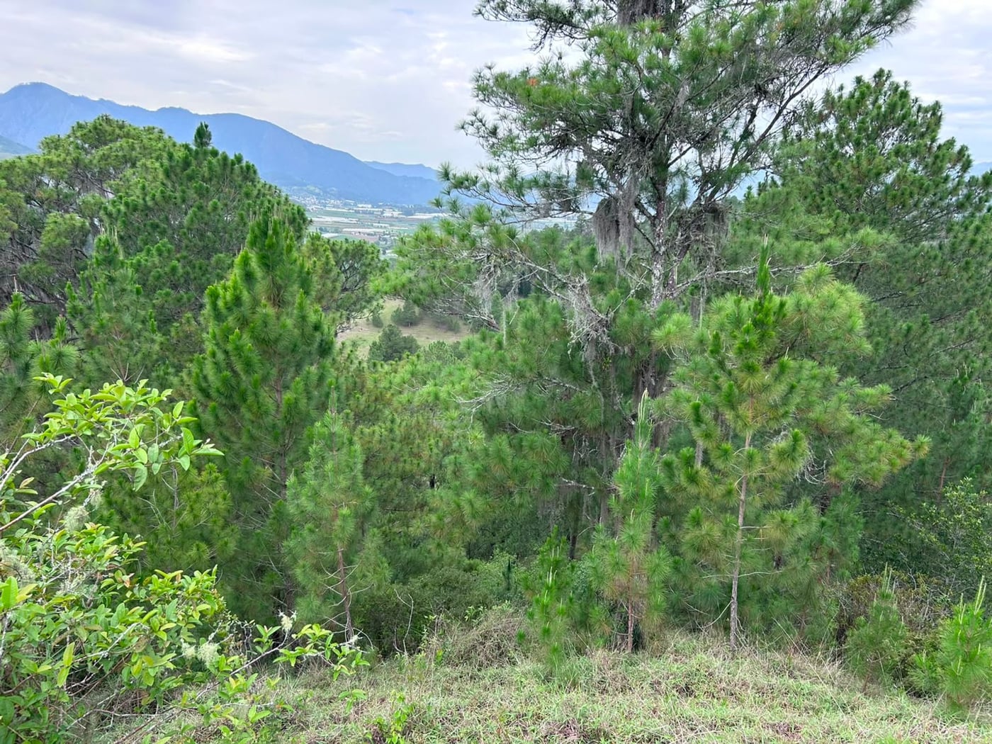 TERRENO EN VENTA en LOS MAGUEYES, CONSTANZA – foto 4
