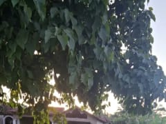 Terreno en alquiler en Boca Chica, Andrés Centro – foto 2