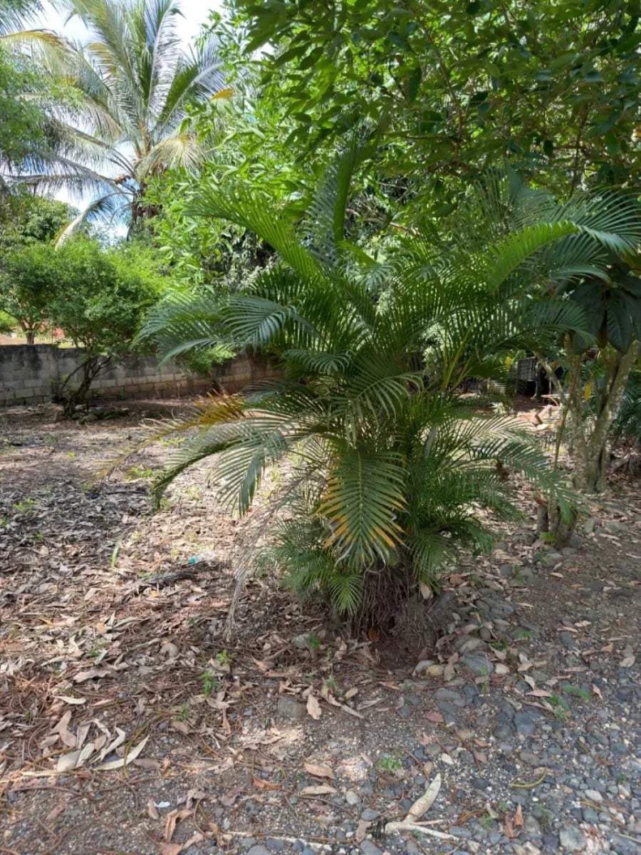 Terreno en venta 11,018.01 m² | Santo Domingo Norte – foto 4