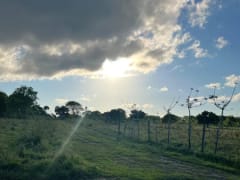 Terreno en venta en Higüey, Los Palitos – foto 2