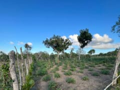 Terreno en venta en Higüey, Los Palitos – foto 5