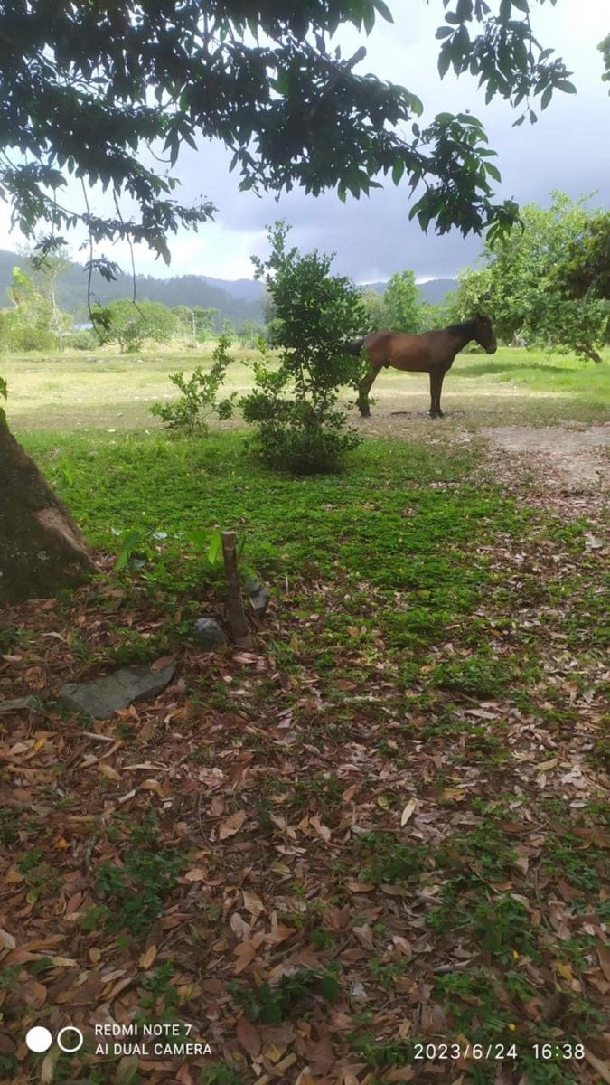 Terreno en Venta en La Vega – foto 1