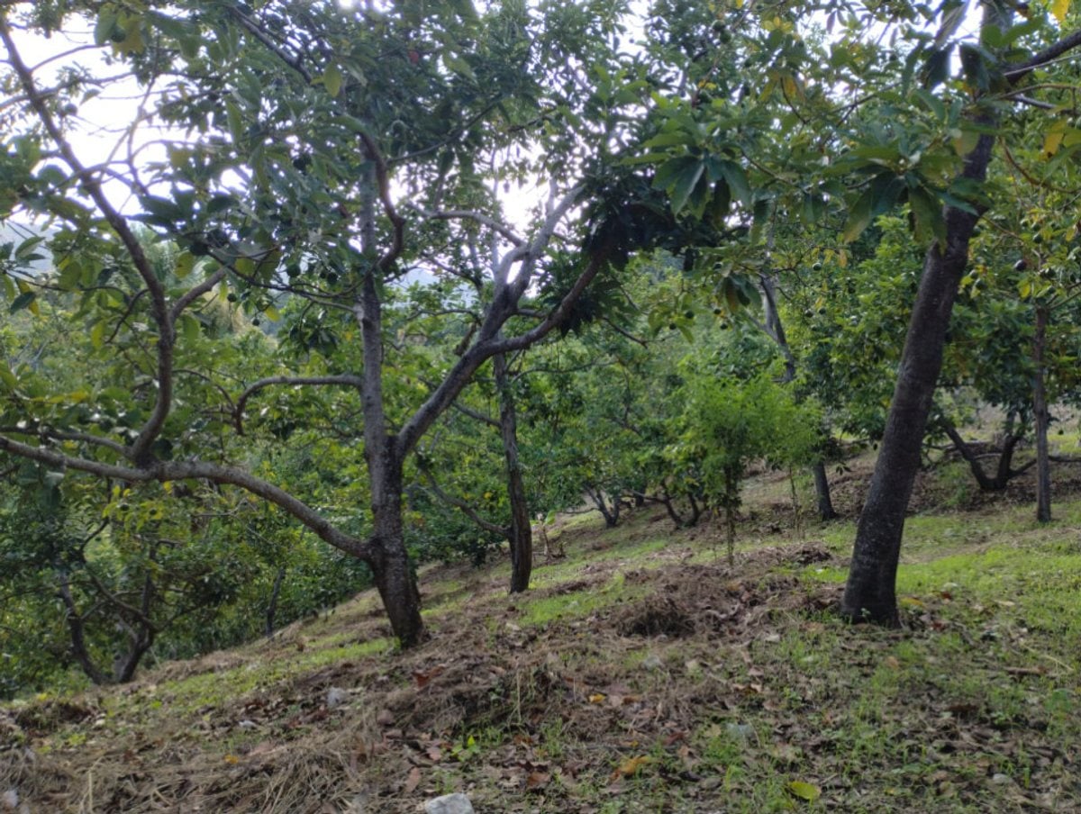 Finca En Enriquillo, Barahona – foto 2