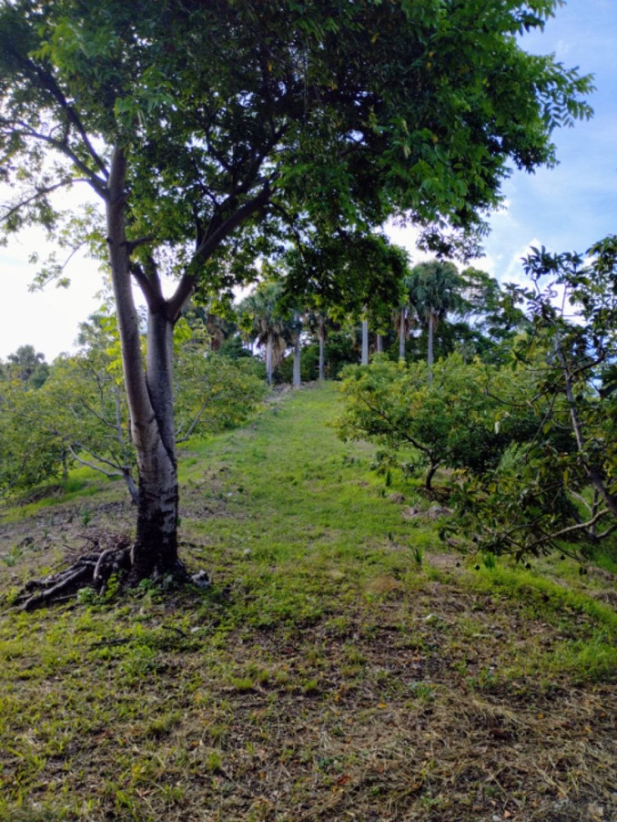 Finca En Enriquillo, Barahona – foto 3