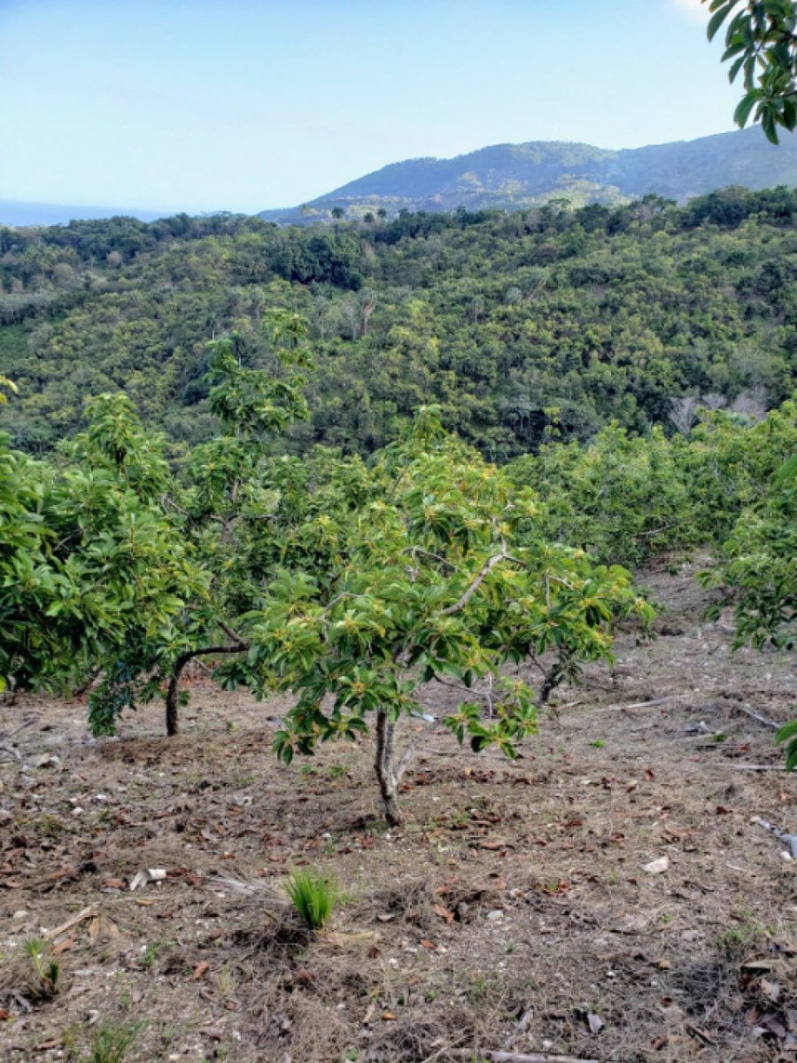 Finca En Enriquillo, Barahona – foto 9