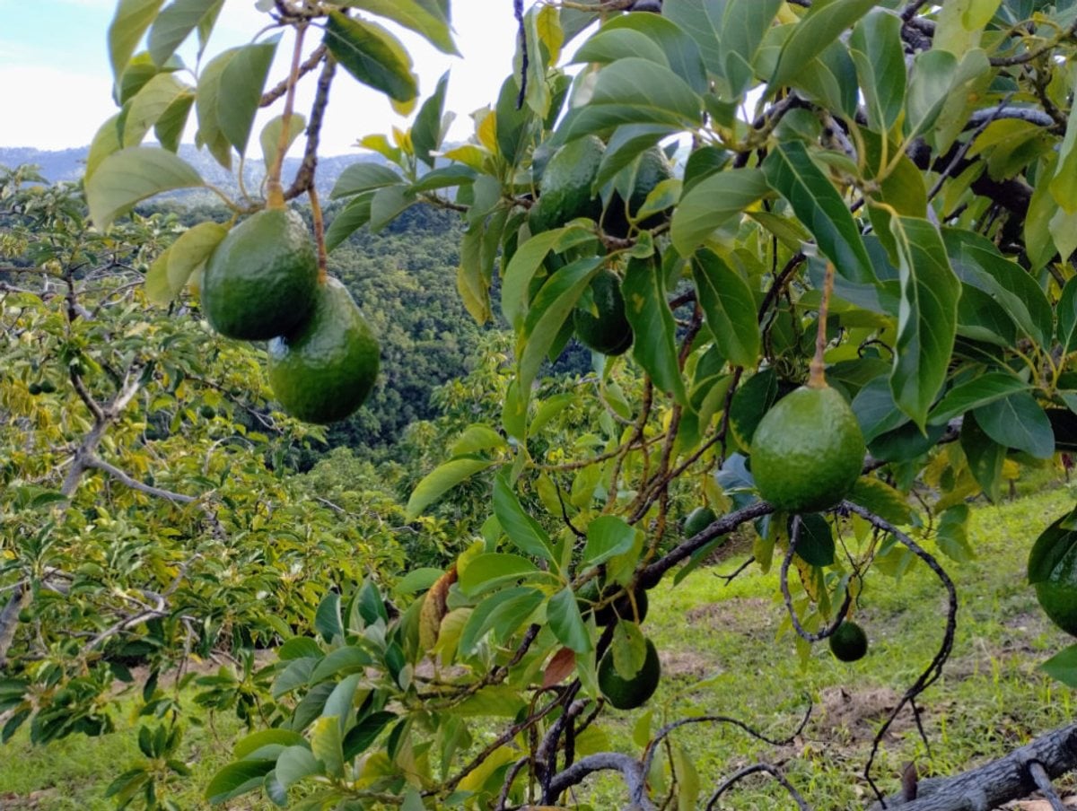 Finca En Enriquillo, Barahona – foto 1
