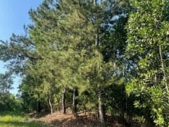 Terreno en venta en Los Mogotes, Villa Altagracia – foto 3