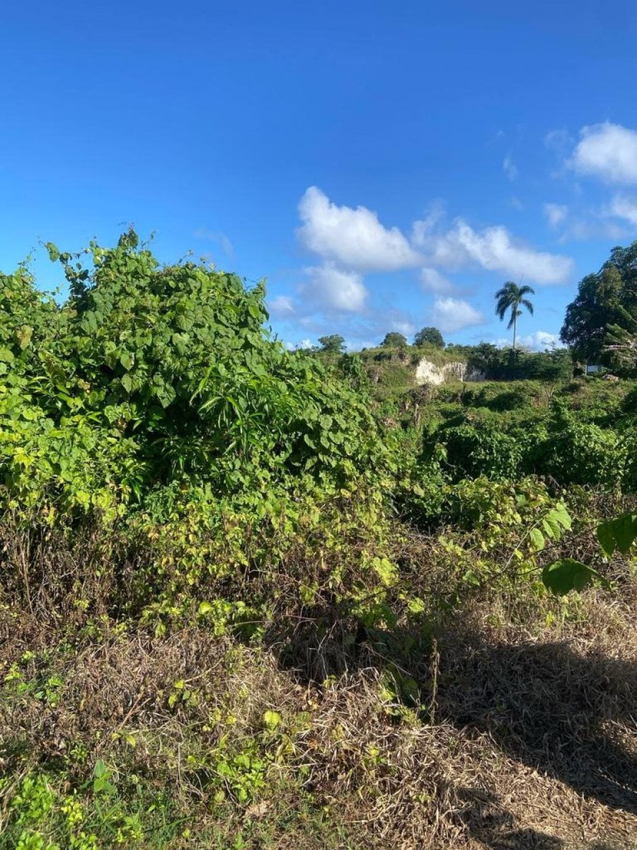 Terreno en Venta en Río San Juan, Santa Lucía – foto 10