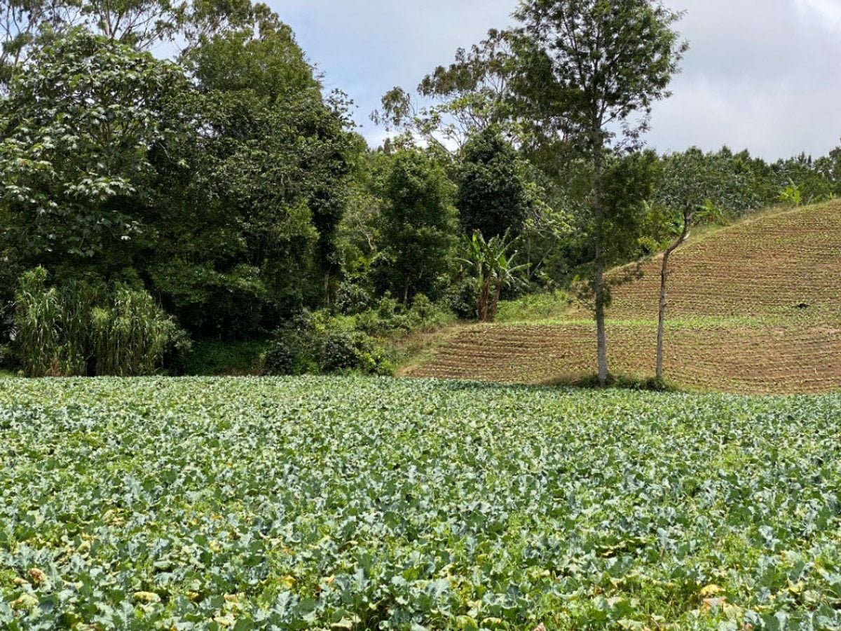 Finca en Constanza, La Descubierta – foto 1