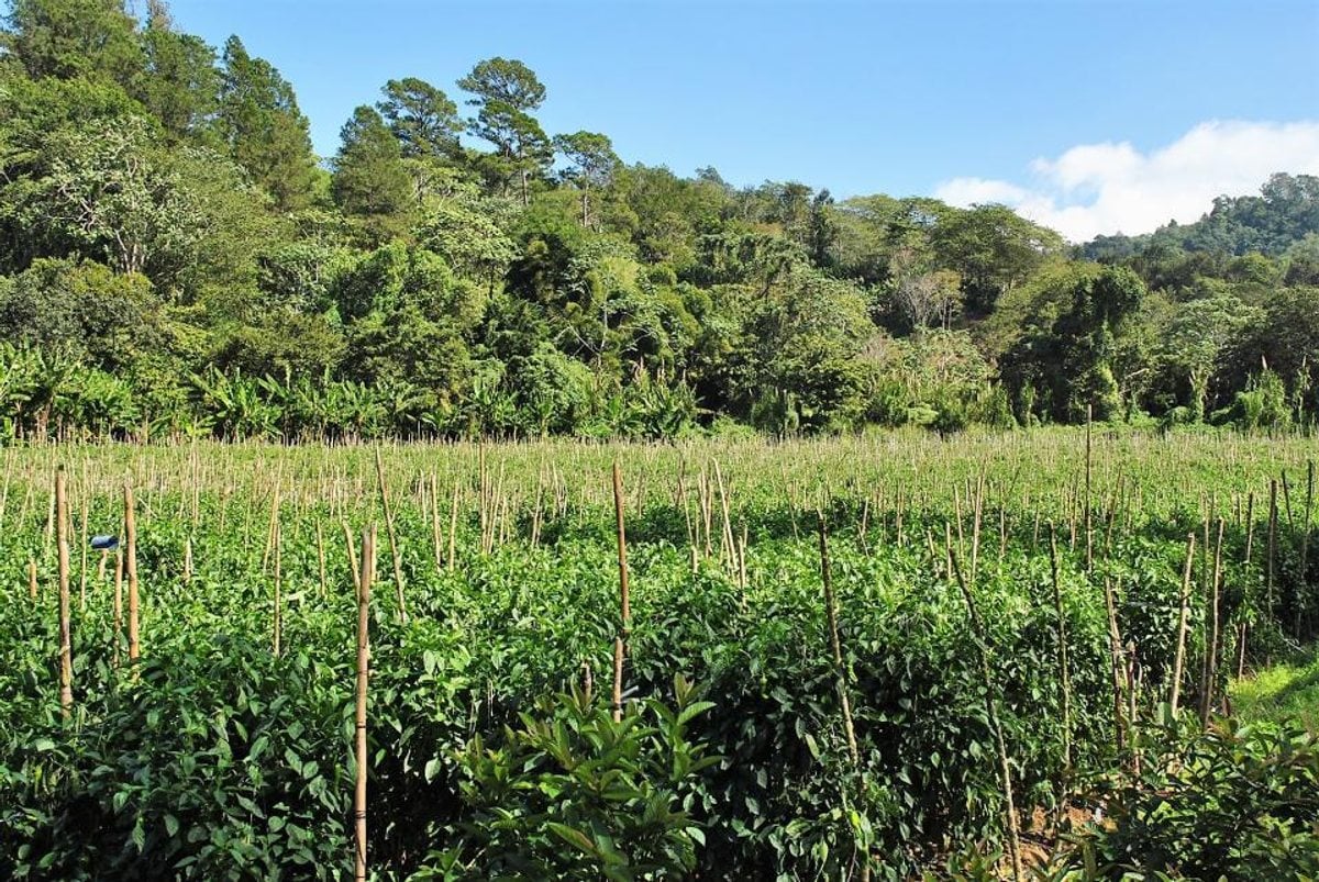 Finca en Constanza, La Descubierta – foto 8