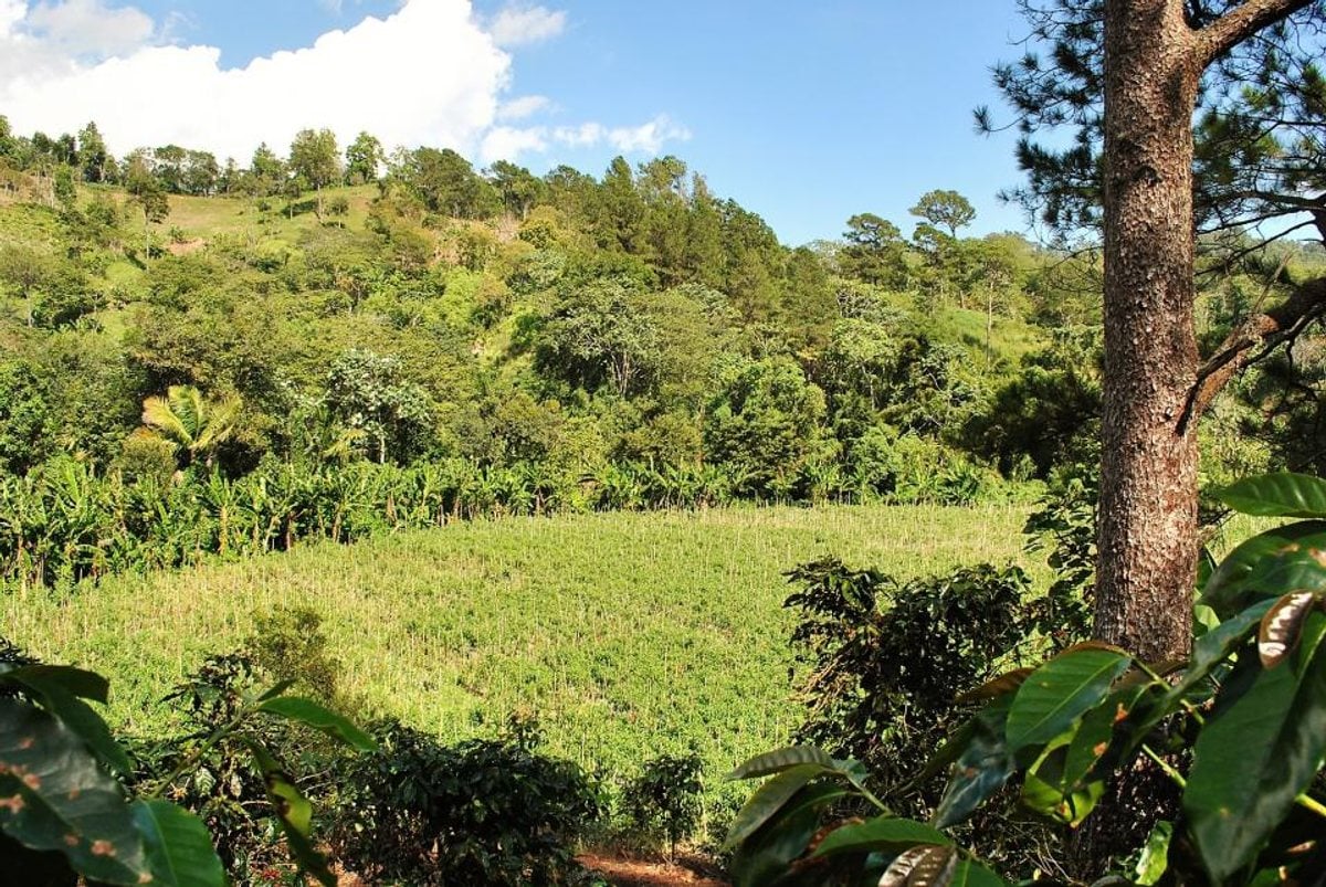 Finca en Constanza, La Descubierta – foto 2