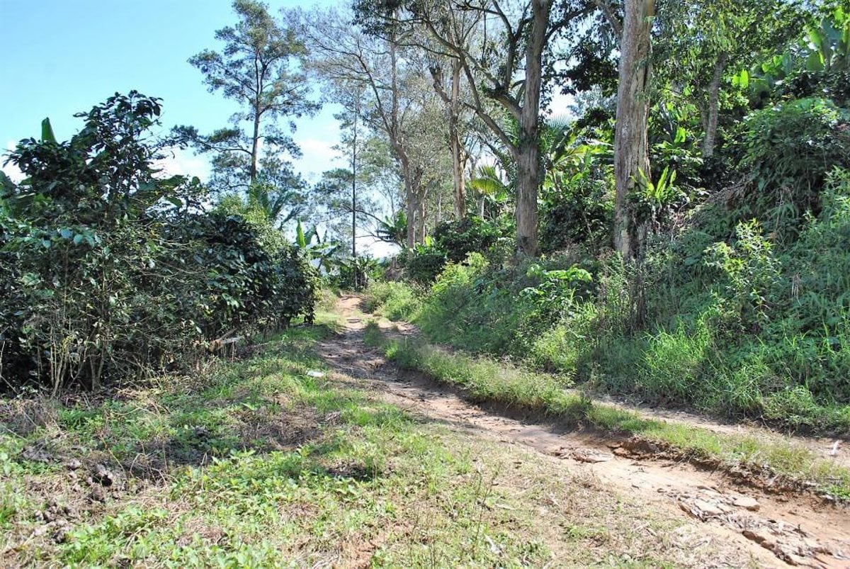 Finca en Constanza, La Descubierta – foto 5