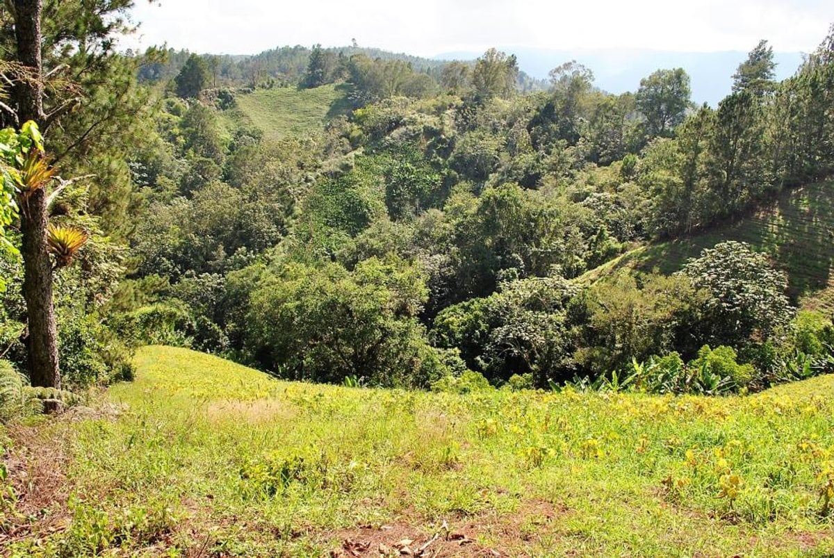 Finca en Constanza, La Descubierta – foto 6
