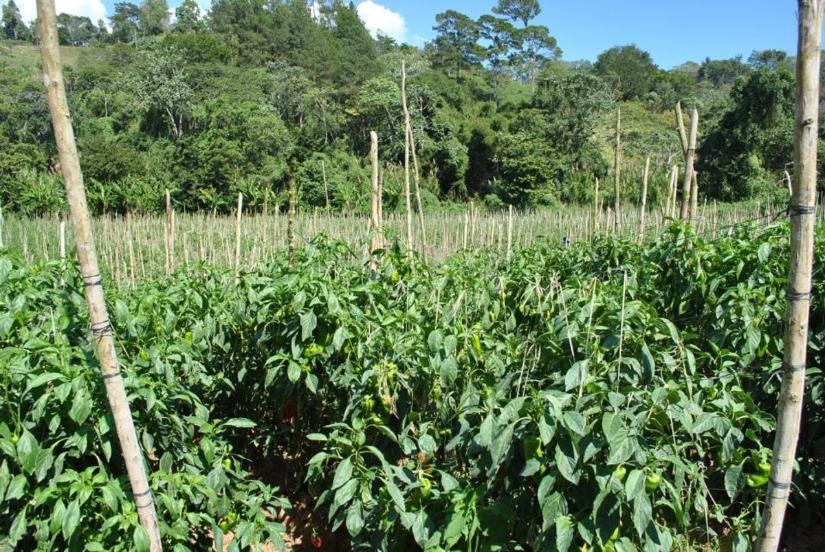 Finca en Constanza, La Descubierta – foto 10