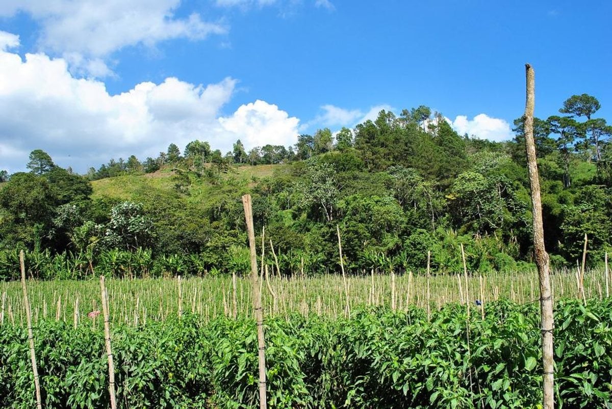 Finca en Constanza, La Descubierta – foto 11
