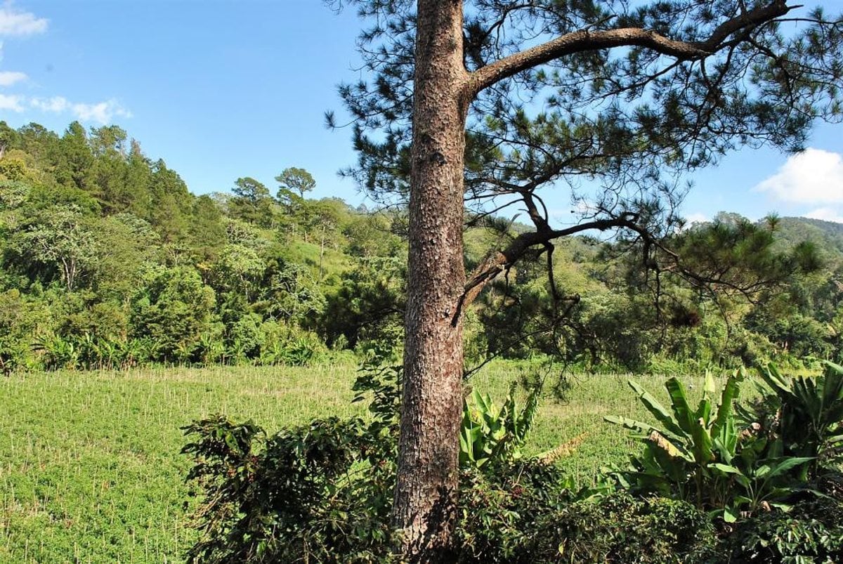Finca en Constanza, La Descubierta – foto 9