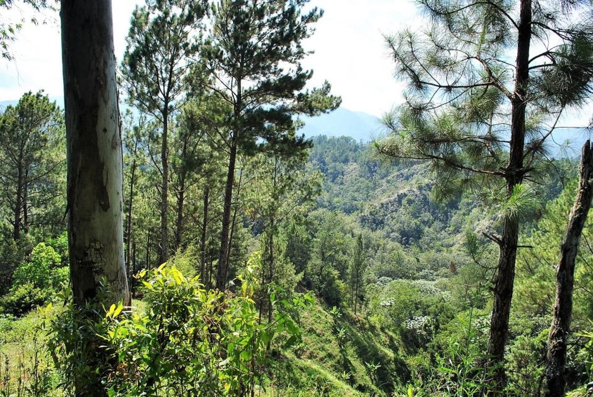 Finca en Constanza, La Descubierta – foto 4