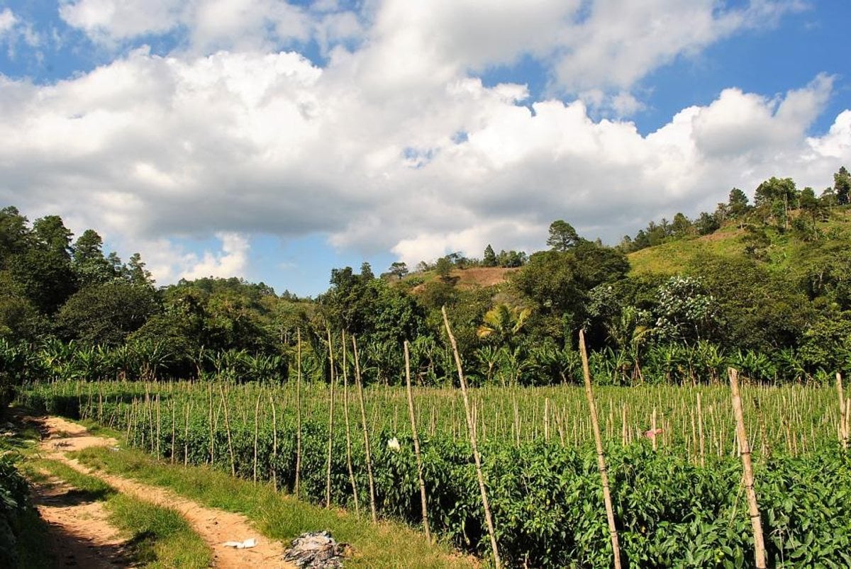 Finca en Constanza, La Descubierta – foto 12