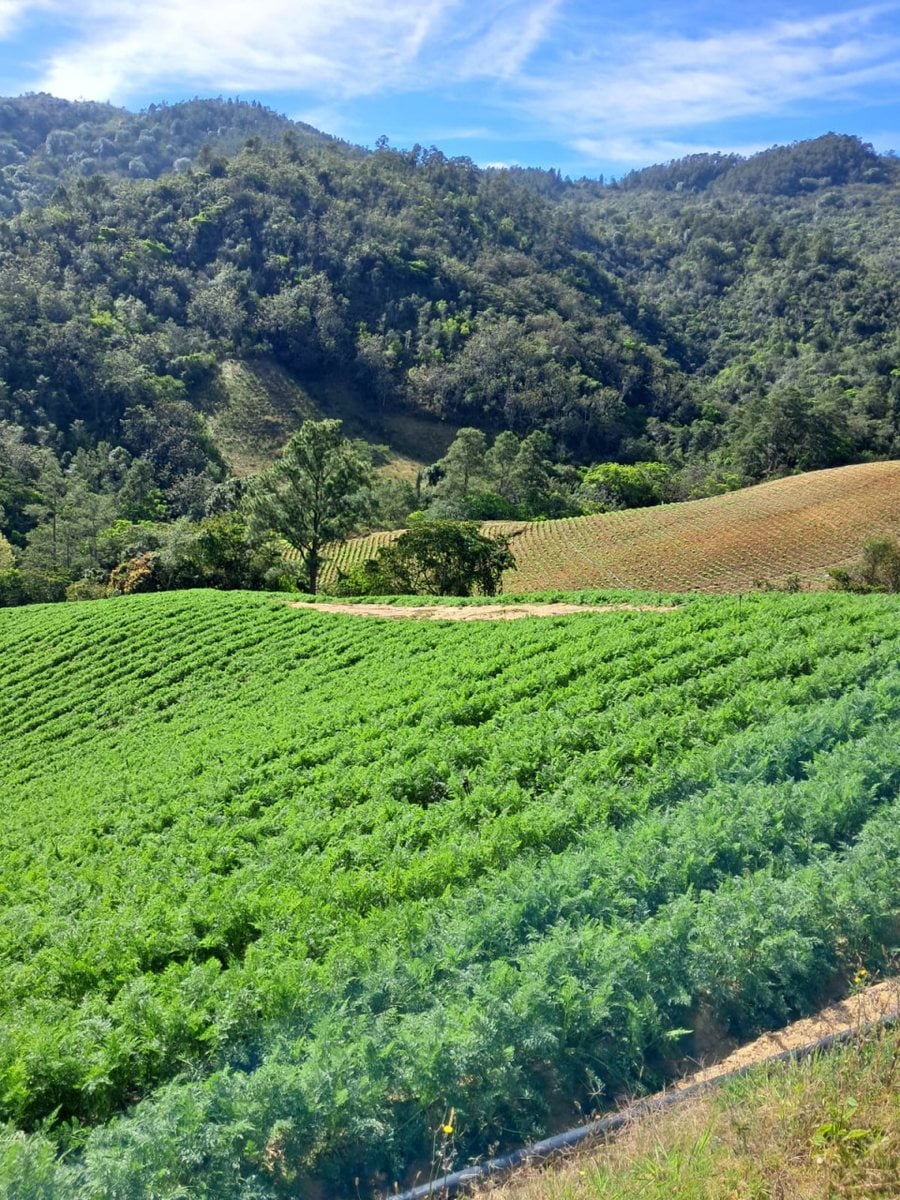 Terreno en Constanza, La Vega - 228258 m² – foto 1