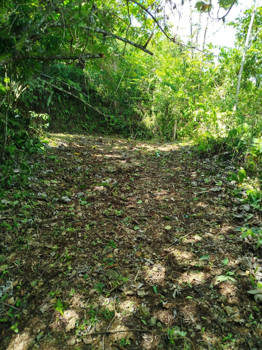 TERRENO EN VENTA EN LAS TERRENAS SAMANÁ – foto 9
