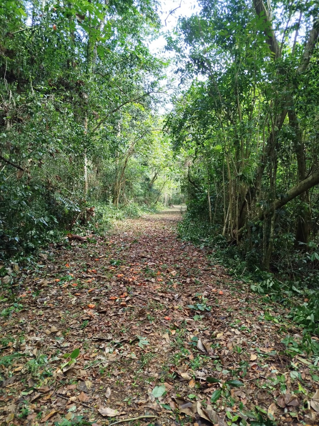 TERRENO EN VENTA EN LAS TERRENAS SAMANÁ – foto 7