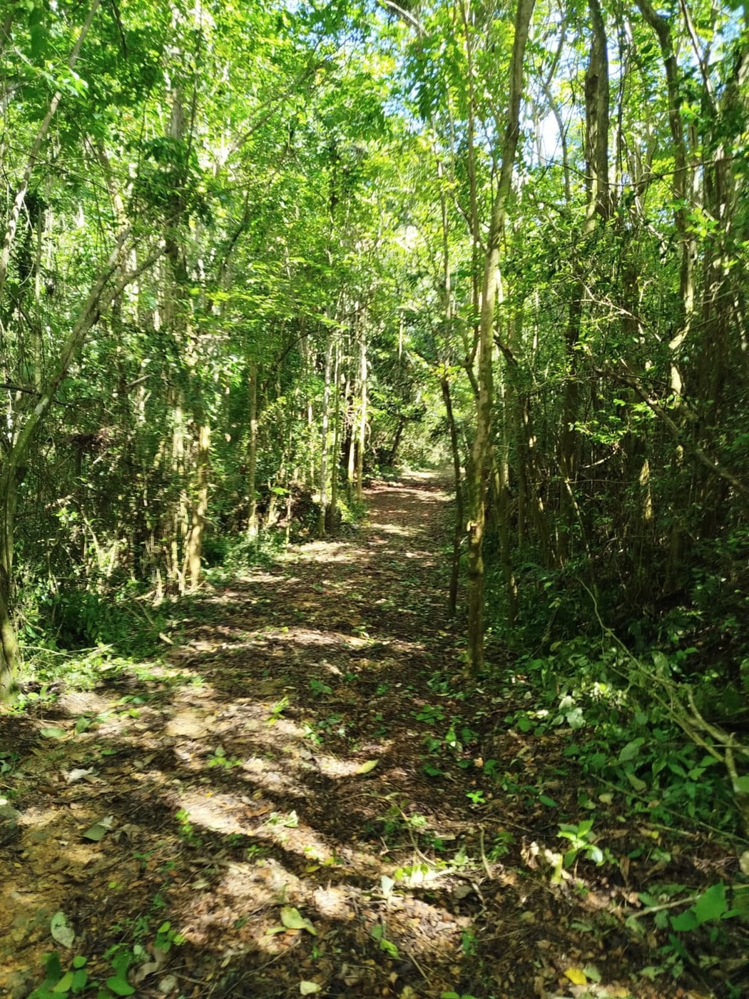 TERRENO EN VENTA EN LAS TERRENAS SAMANÁ – foto 5