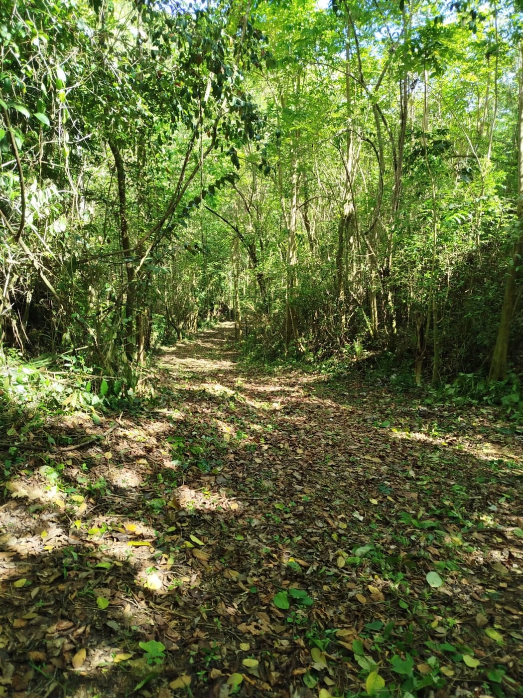TERRENO EN VENTA EN LAS TERRENAS SAMANÁ – foto 8