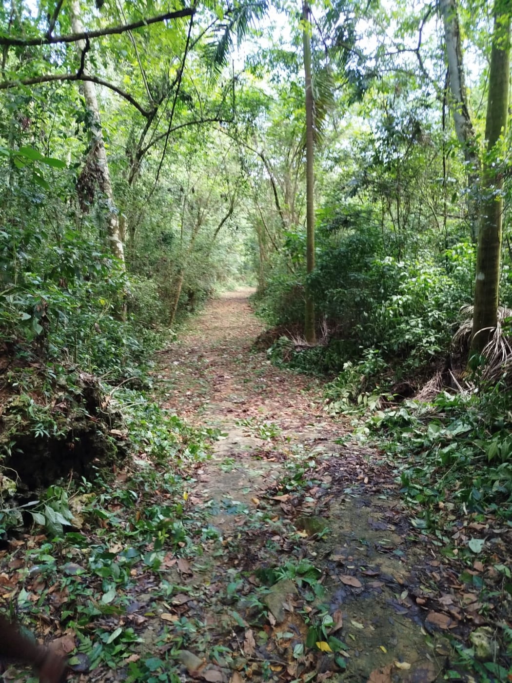 TERRENO EN VENTA EN LAS TERRENAS SAMANÁ – foto 4