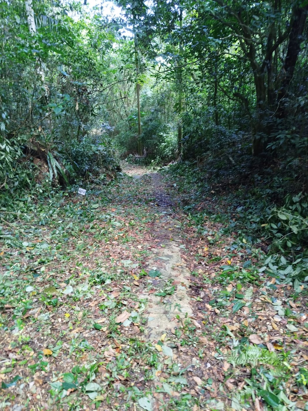 TERRENO EN VENTA EN LAS TERRENAS SAMANÁ – foto 3