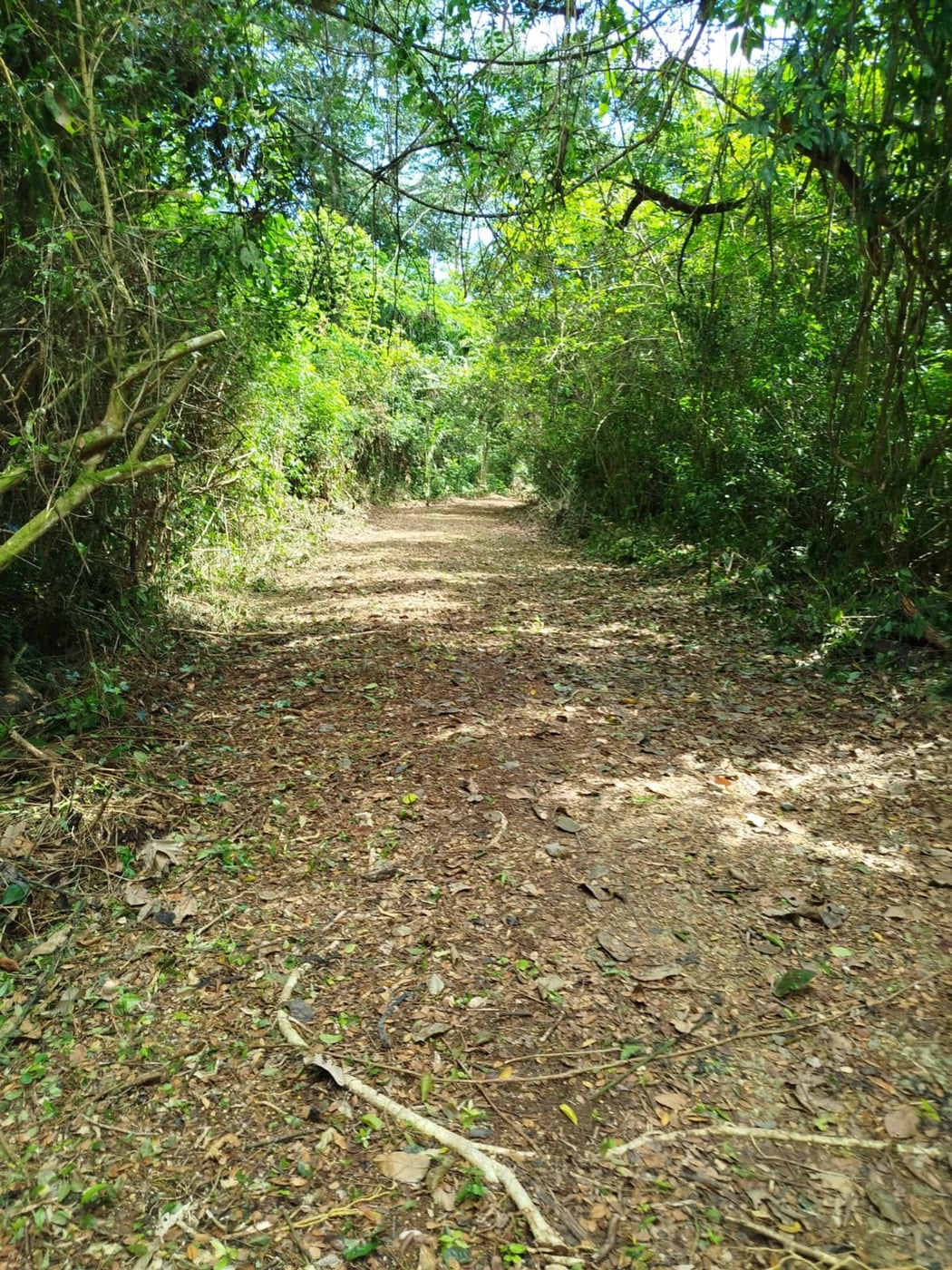 TERRENO EN VENTA EN LAS TERRENAS SAMANÁ – foto 6