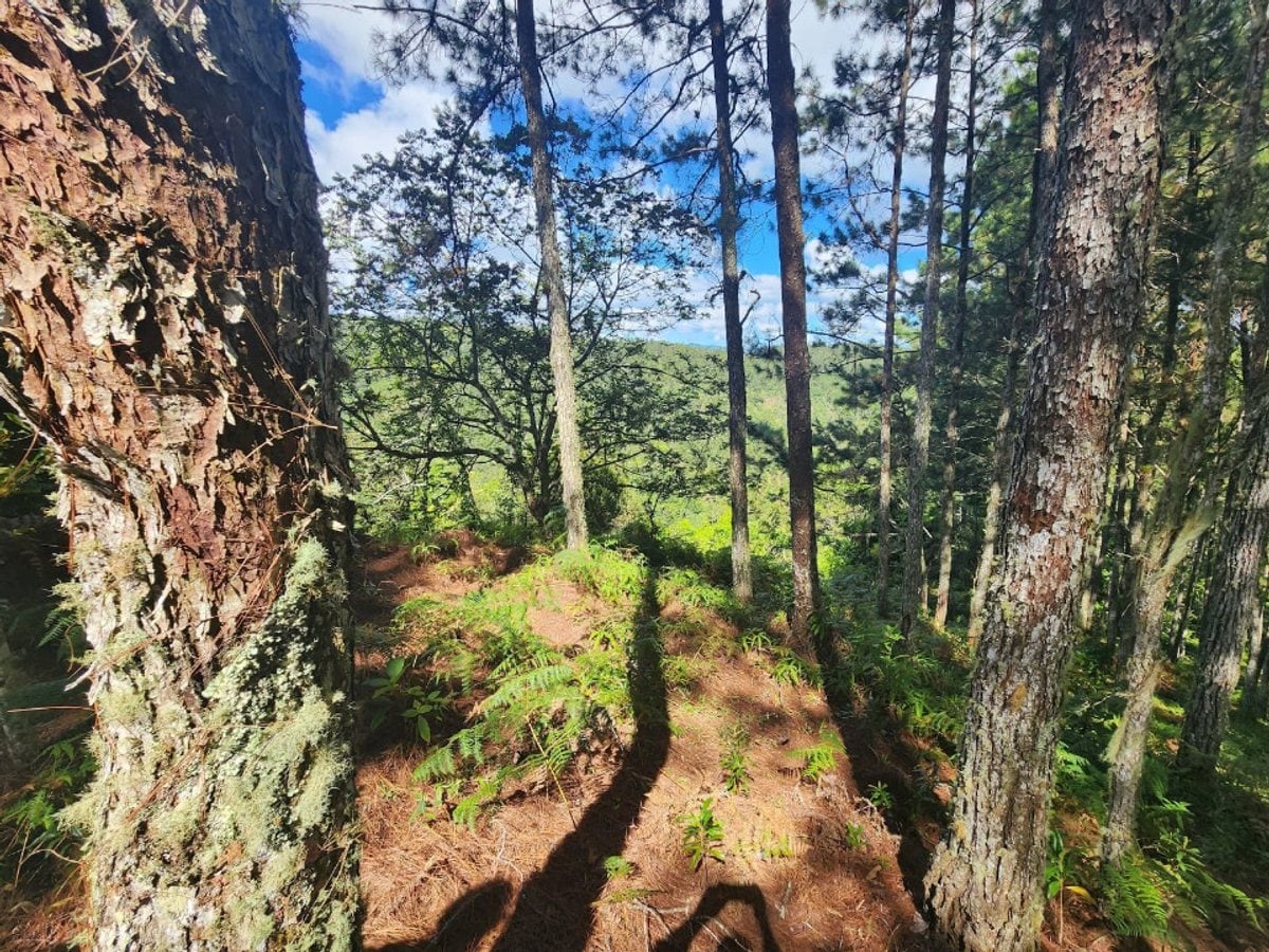 Terreno en Venta en Tatón, San José de Ocoa – foto 2